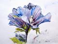Blauer Hibiskus